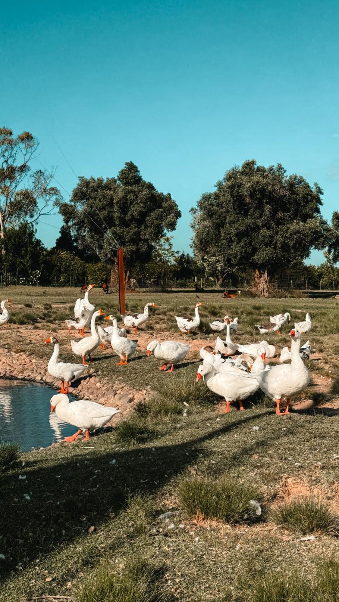 La Santina Posada & Experiencias De Campo San Pedro  Eksteriør billede